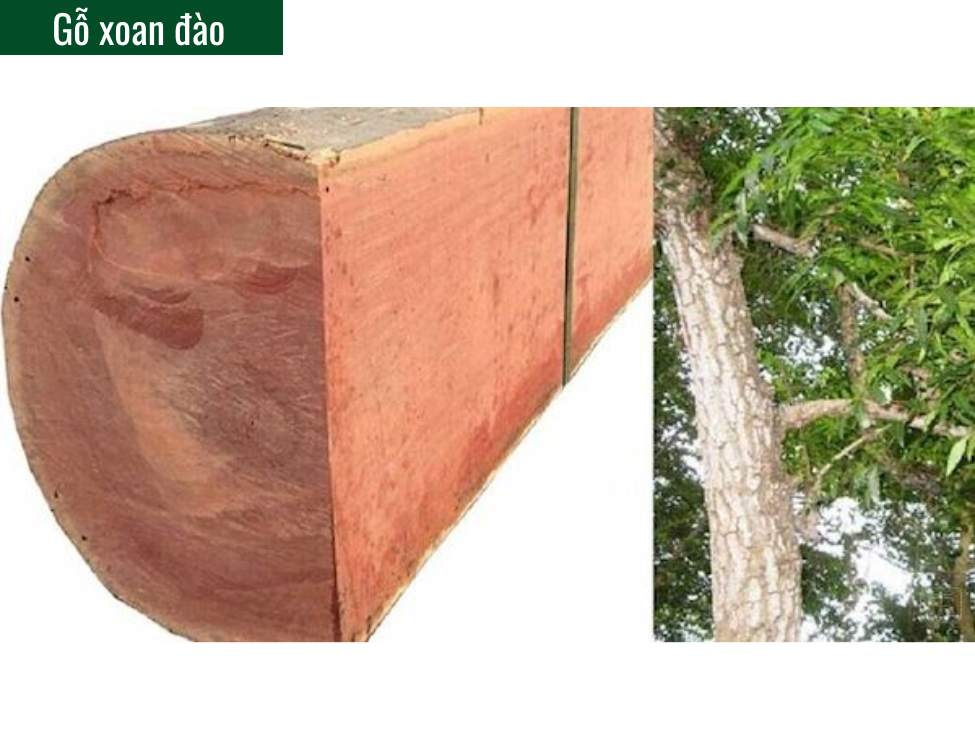 Gỗ xoan đào