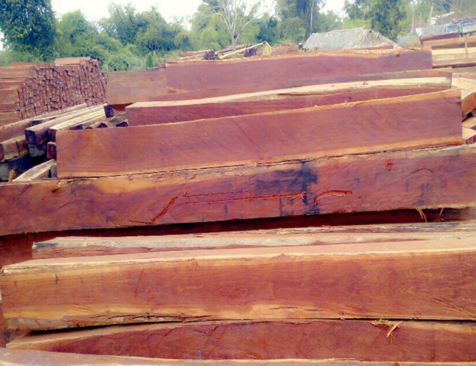Khái niệm và tên khoa học gỗ căm xe